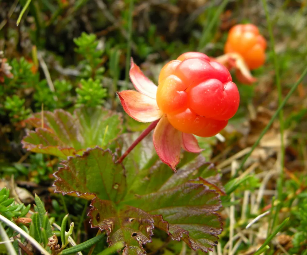 Rubus chamaemorus multe mtime20190910121645