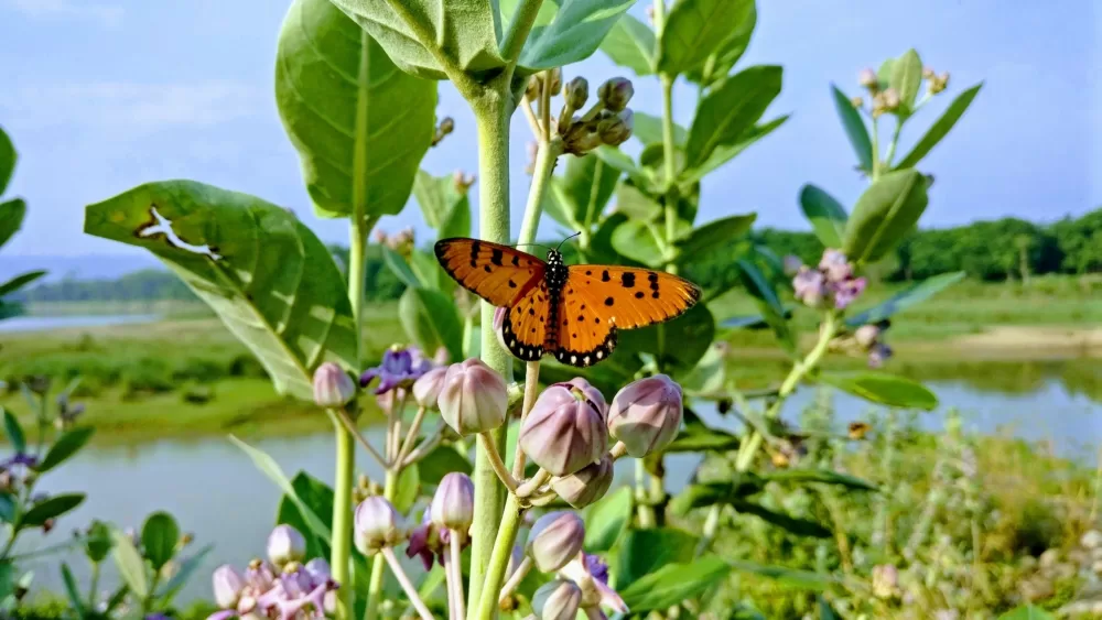 Mohan khadka 1f6 X Qtuk M o unsplash mtime20190909233415