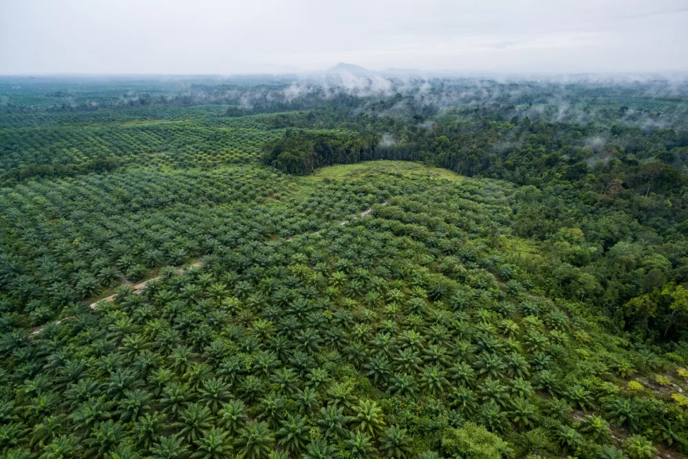 Eisenstein palmeoljeplantasje Indonesia foto CIFOR CC NA BY SD 2 0 mtime20181219153345
